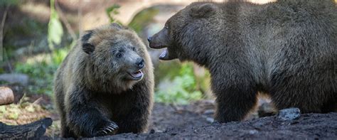 A bear cub named tahoe was found crying and hugging her dead mother and the rescuer, told by authorities to leave her alone, decided to save babies spend first few months of their life inside the winter den. Grizzly cubs together at Northwest Trek Wildlife Park