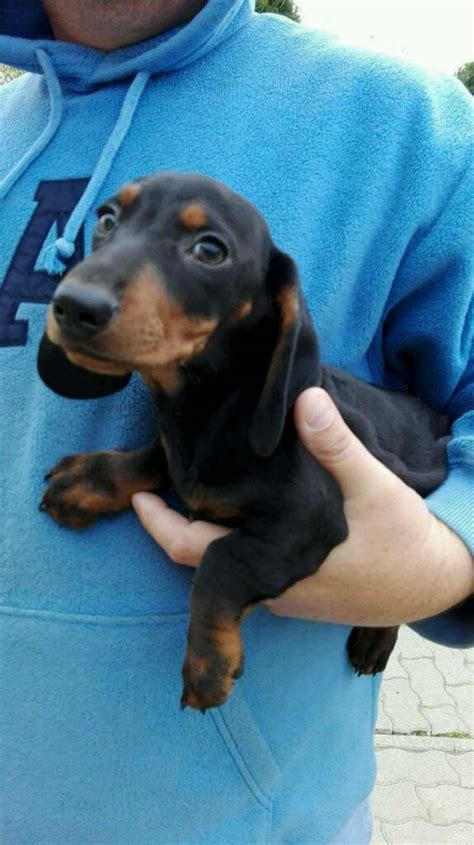 Mini dachshund puppies for sale. Beautiful miniature dachshund puppies | in Peterborough ...