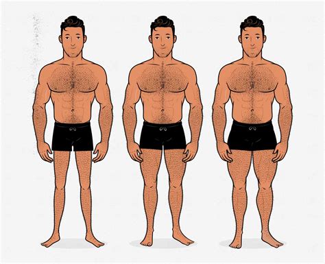 Average Male Body Type