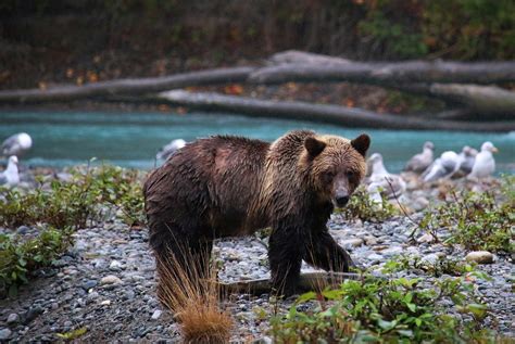 Theres A Bear In There Searching For Grizzlies In British Columbia