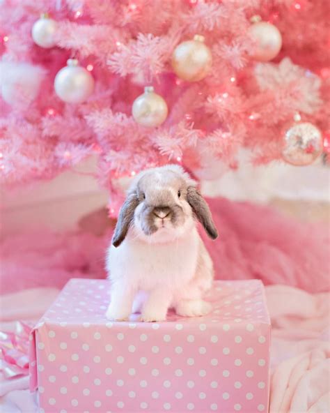 Mama Can I Pwease Hep Wap Chwistmas Pwesents Christmas Bunny Cute