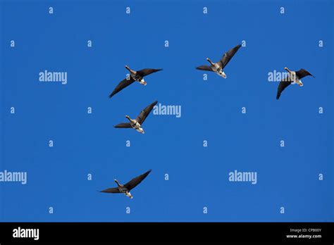 Geese flock flying in v formation flying geese hi-res stock photography