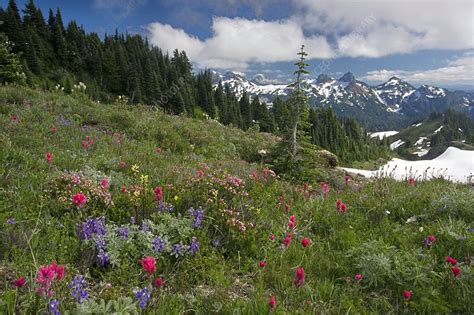 Mountain Meadow Stock Image C0024673 Science Photo Library