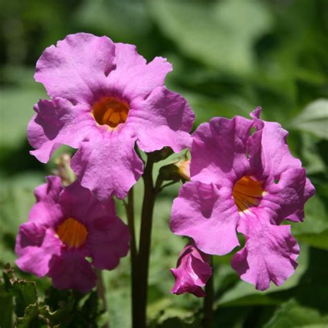 How To Grow Flowering Fern Plants Tips For Hardy Gloxinia Care