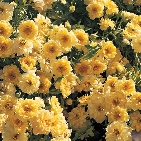 Quality customer service · premium wholesale flowers Yellow Ribbons Ground Cover Rose | Ground cover roses ...