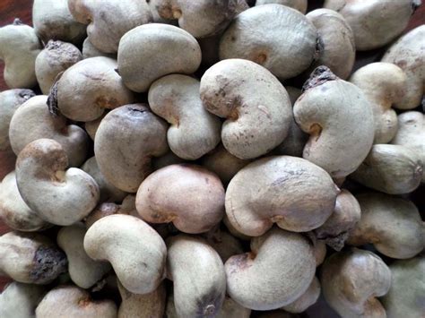 Raw Cashew Nuts In Shell Buy Raw Cashew Nuts In Shell For Best Price At