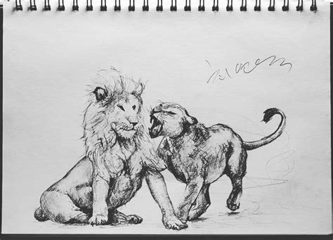 낭만주의 사자 커플 2 어흥 연필드로잉 Romanticism Lion Couple Pencil Drawing 낭만주의 사자