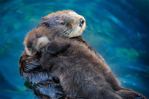 Monterey Bay Aquarium On Cute Animals Animals Beautiful