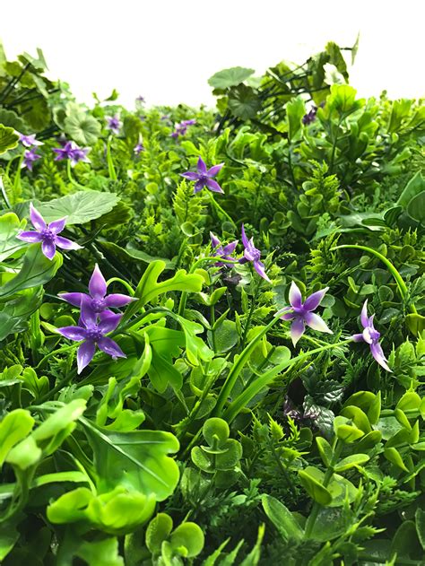 Luxury flowers with a freshness guarantee and free chocolates. Artificial green wall mixed plant panel with purple ...
