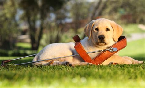 Shop pet toys, pet carriers, and pet food that ships to your international destination. International Guide Dog Day - April 26 | Australian Dog Lover