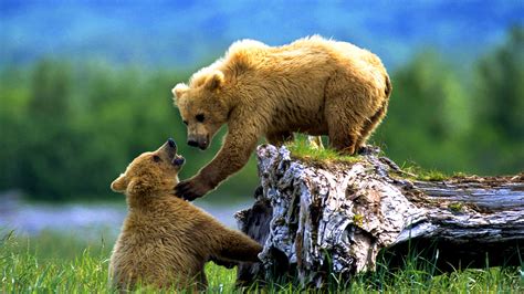 Brown Bears Animals Wild Animals Cubs Alaska Siberia Wallpaper