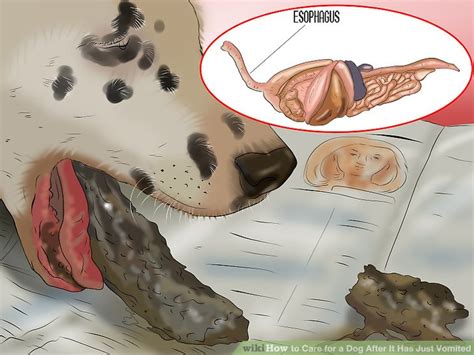 When switching your cat's food, it is important to go slowly. How to Care for a Dog After It Has Just Vomited (with ...