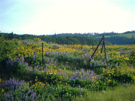 Rowena Plateau Trail Is The Best Easy Wildflower Hike In Oregon