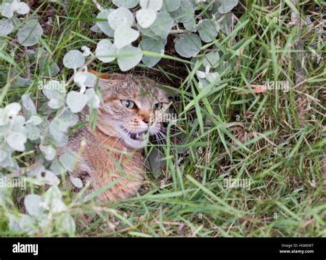 African Wildcat Felis Silvestris Lybica Also Called The Near
