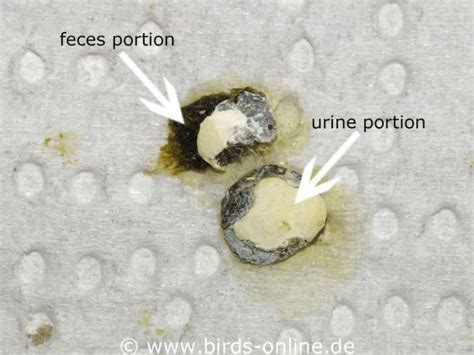 What Droppings Tell You Birds Online