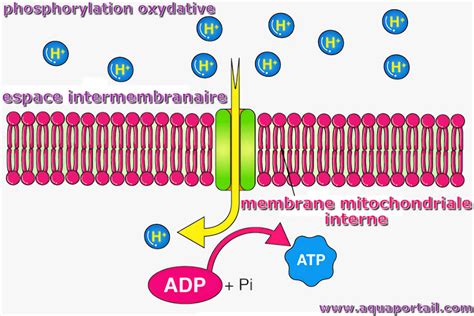 Photophosphorylation D Finition Et Explications Electron Transport