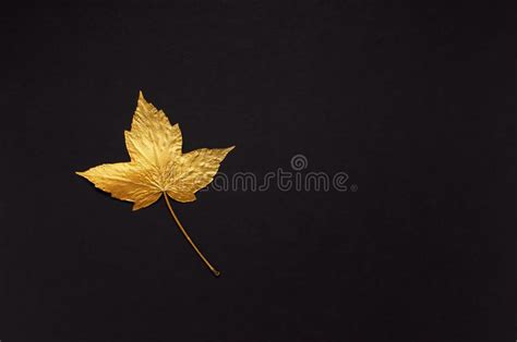 Flat Lay Creative Autumn Composition Golden Maple Leaf On Black
