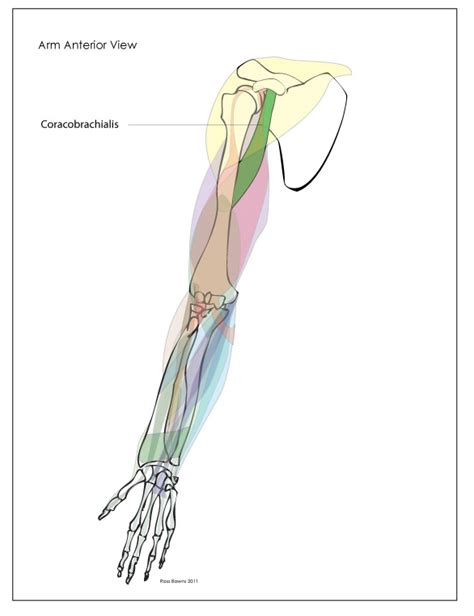 Related posts of muscle anatomy shoulder upper arm. Paint Draw Paint, Learn to Draw: Anatomy Basics: Muscles ...