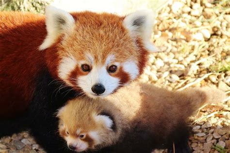Endangered Red Panda Escapes Zoo Gloucestershire Live
