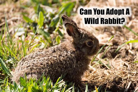 Can You Adopt A Wild Baby Bunny An Important Topic