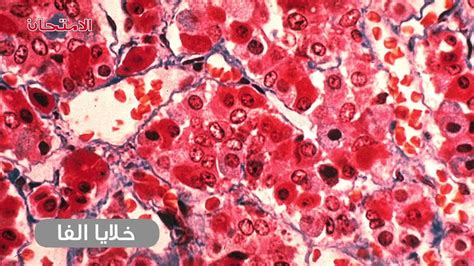 تنسيق الثانوية العامة 2021 الكليات والجامعات المصريه. الأحياء - 3ث - التنسيق الهرمونى : البنكرياس - YouTube