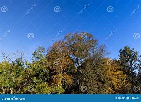 Yellowing And Falling Foliage Of Deciduous Trees In Autumn Stock Photo