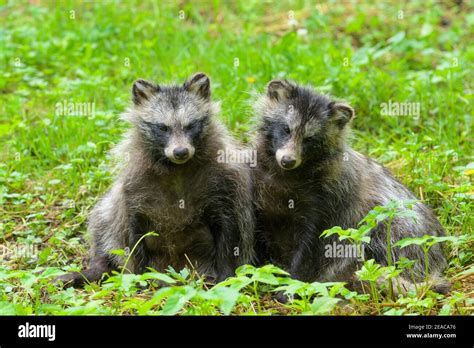 Raccoon Dog Nyctereutes Procyonoides Two Animals Stock Photo Alamy