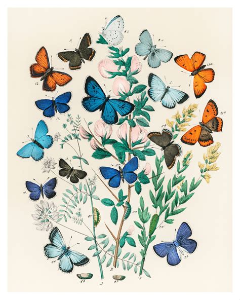 Butterfly Botanical Prints Set Of 6 8x10 Unframed Etsy