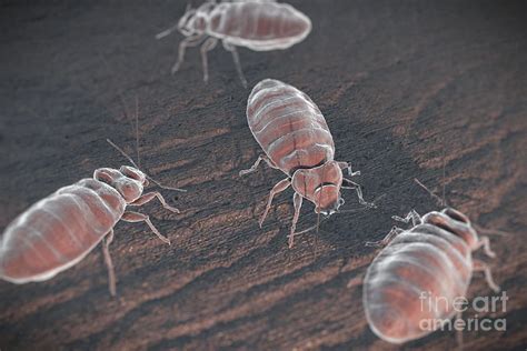 Bed Bugs Cimex Lectularius Photograph By Science Picture Co