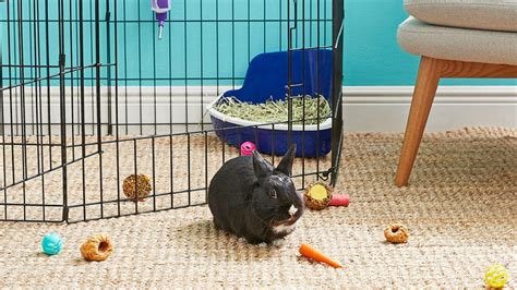 How To House Rabbits Indoors Providing The Best Indoor Rabbit Habitat
