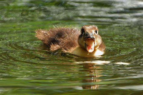 19th The Dark Brown Duckling On Wednesday In Lower Walton Flickr