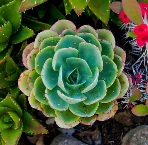 Cuando piensas en mini cactus generalmente imaginas que es una planta del desierto y esto no siempre es el caso ya que varian de muchos dar a estas plantas un riego ligero y moderado filtrado. Image of the Day: Desert Rose | The Scientist Magazine®