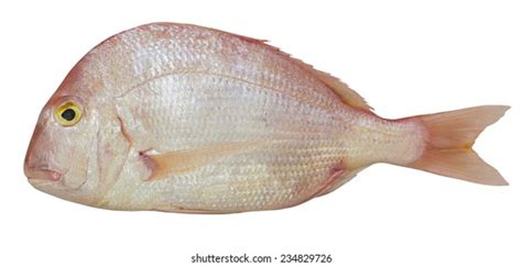 834 Striped Sea Bream Images Stock Photos And Vectors Shutterstock