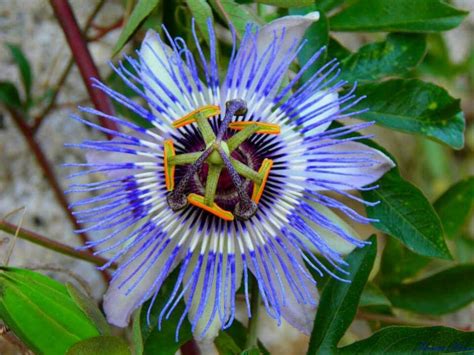 Image Facebook Beauty At Its Best Blue Passion Flower Passion