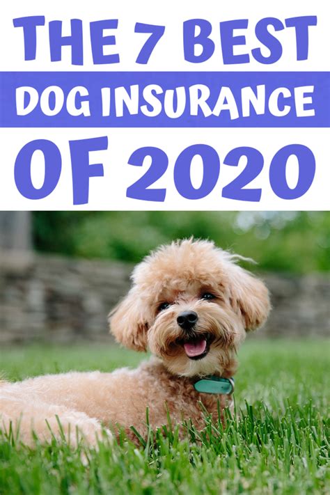 How To Find The Best Dog Insurance Dog Insurance Dogs Puppy Insurance