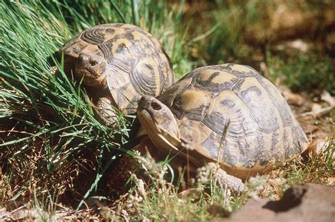 Check spelling or type a new query. Sortie en famille dans le village des tortues de Gonfaron ...