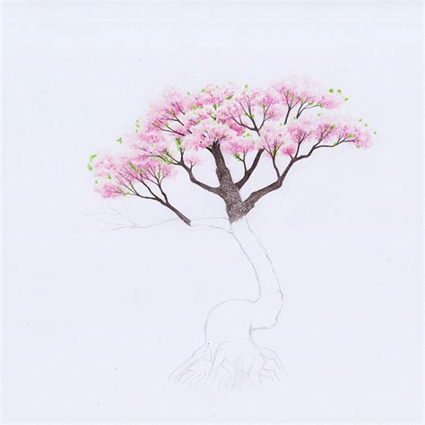 Drawing A Cherry Blossom Tree Sakura How To