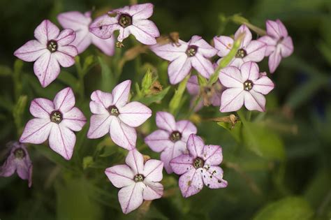 Maybe you would like to learn more about one of these? How to Grow and Care for Nicotiana, the Flowering Tobacco