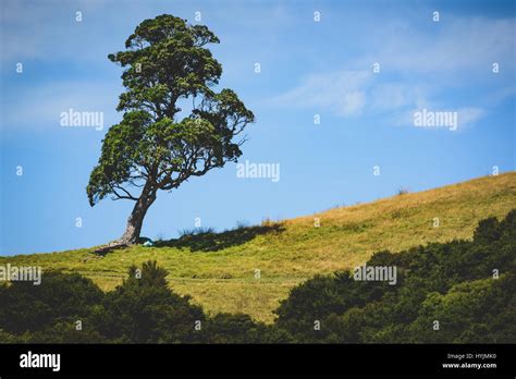 Isolated Tree On Hill Stock Photo Alamy