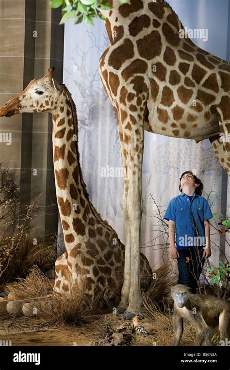 Boy Standing Beneath A Giraffe Stock Photo Alamy
