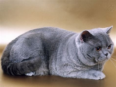 How to care for cats and shorthair cat breeds. mylovelybulus,: British Shorthair Celuppp ...