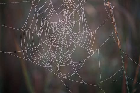 Premium Photo Close Up Of A Cobweb With Dew Drops Hanging On The