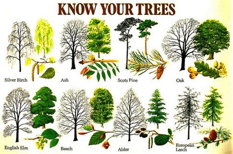 Maybe you would like to learn more about one of these? Know Your Trees! | Tree identification, Plants, Plant ...