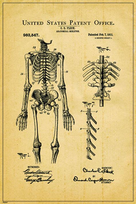 1911 Medical Anatomical Skeleton Us Patent Blueprint Etsy