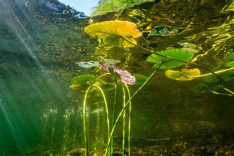 Freshwater Life Underwater Art Images