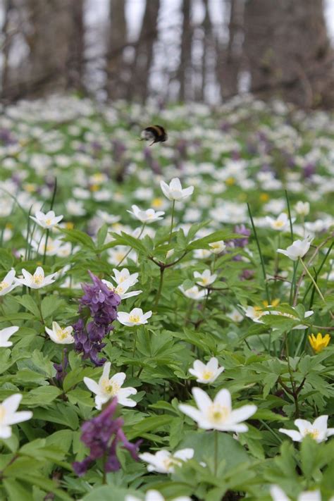 Learn about the various woodland scenics model ground covers and see how to use them for various landscape. syko | Woodland plants, Woodland garden, Woodland flowers