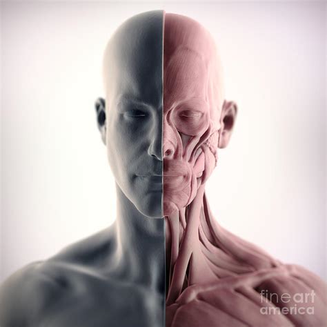 Facial Muscles Photograph By Science Picture Co Pixels