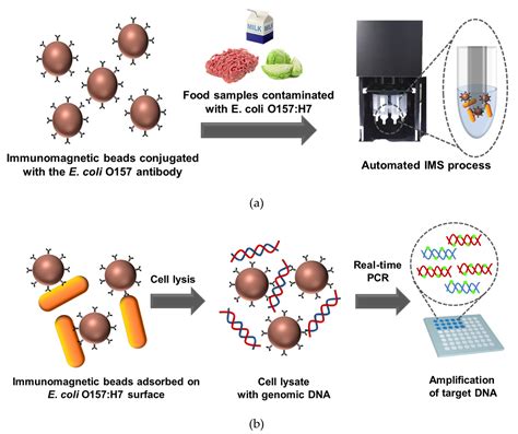 E Coli In Food