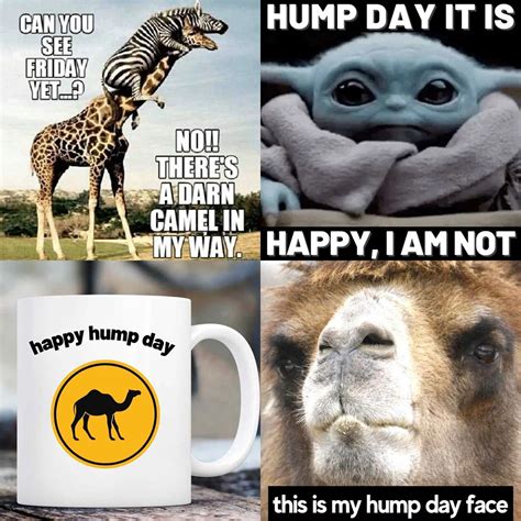 100 Happy Hump Day Funny Meme Meme Funny