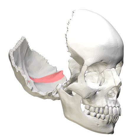 Fileoccipital Bone Groove For Transverse Sinuspng Wikimedia Commons